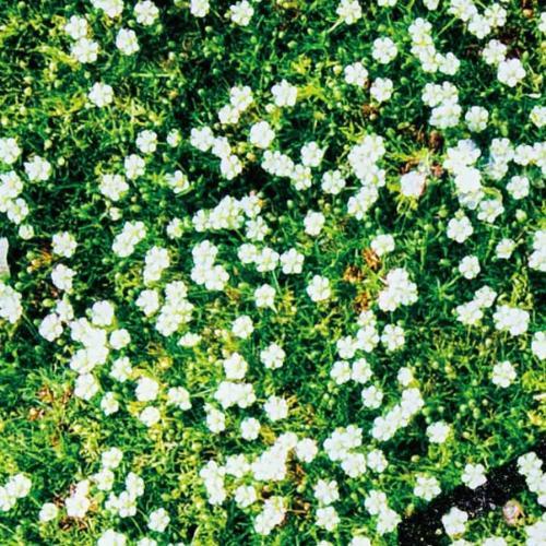 สมาชิกหมายเลข 7526815