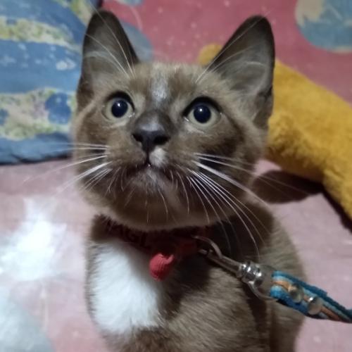 คุณแม่นักร้อง