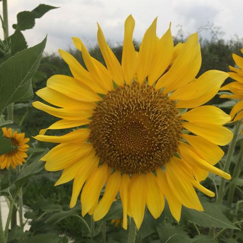 สมาชิกหมายเลข 4447979