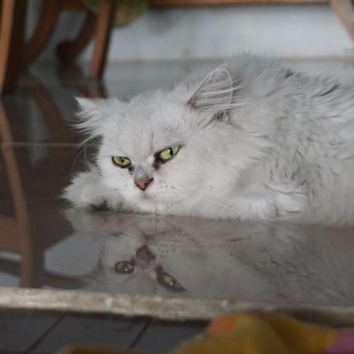 สมาชิกหมายเลข 2054219