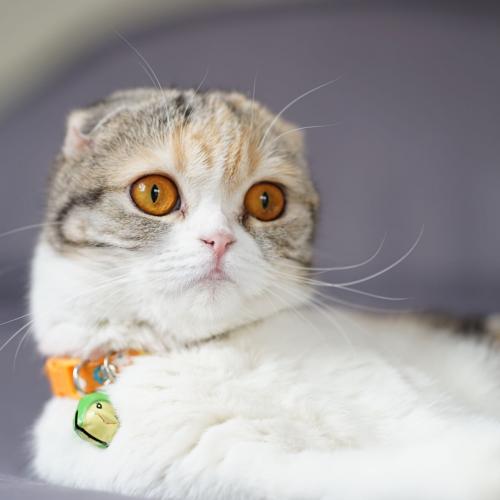 สมาชิกหมายเลข 2370933