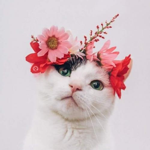 สมาชิกหมายเลข 3488450