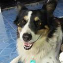 สมาชิกหมายเลข 4362222