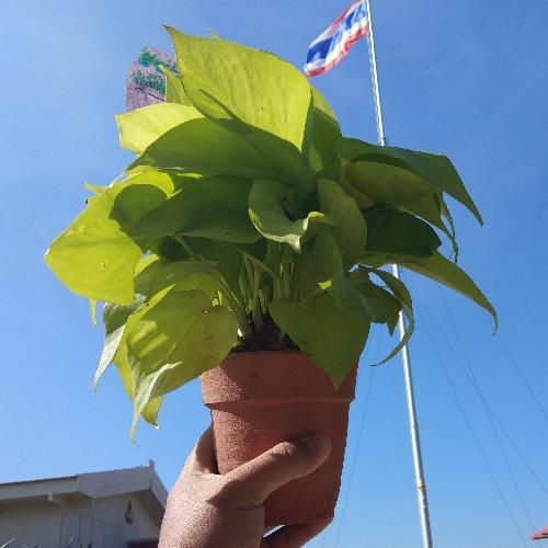 สมาชิกหมายเลข 4853431