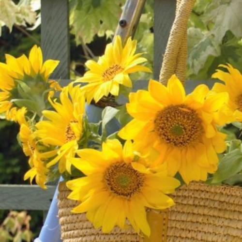 สมาชิกหมายเลข 6132758