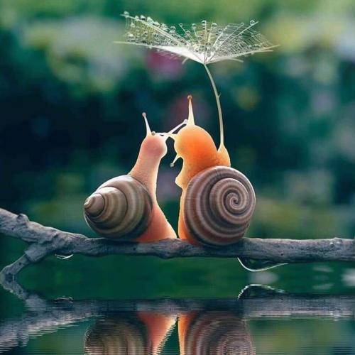 สมาชิกหมายเลข 6135174