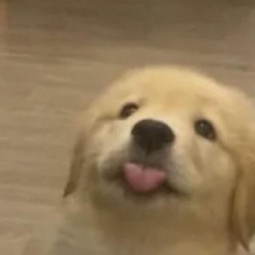 สมาชิกหมายเลข 5951274