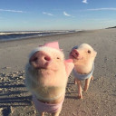 อ๋อช่ายซี๊