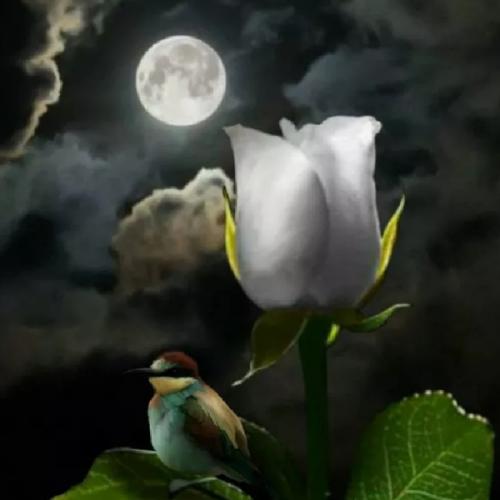 สมาชิกหมายเลข 6136151