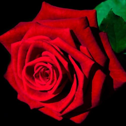 สมาชิกหมายเลข 5169778