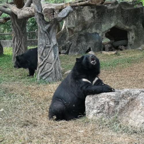 ขาวเผือก