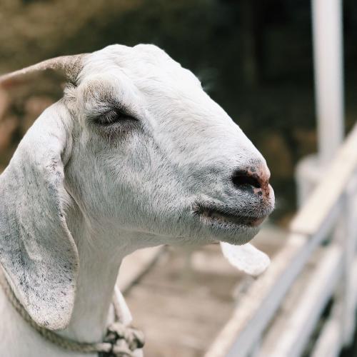 สมาชิกหมายเลข 4011528