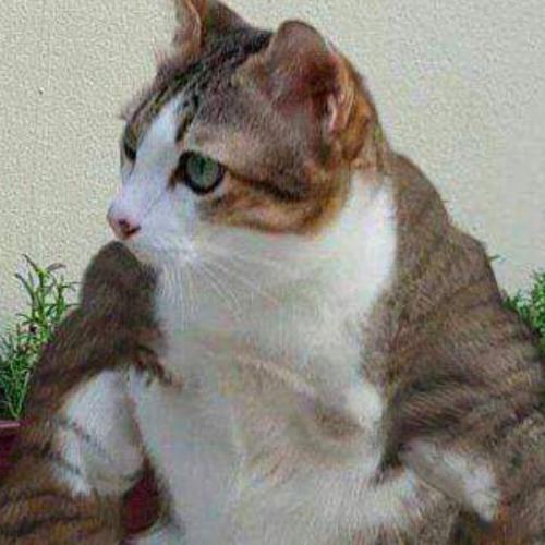 สมาชิกหมายเลข 6136762