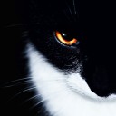 สมาชิกหมายเลข 3978341