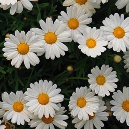 สมาชิกหมายเลข 6136865