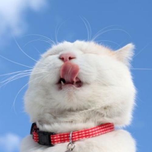 สมาชิกหมายเลข 4792824