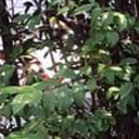 สมาชิกหมายเลข 4453044