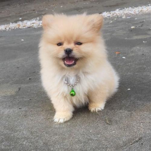 สมาชิกหมายเลข 4453185