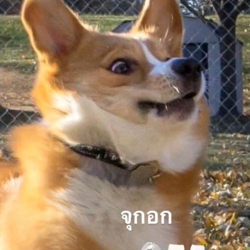 สมาชิกหมายเลข 4403312