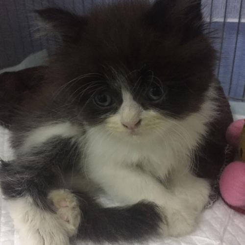 สมาชิกหมายเลข 4453610