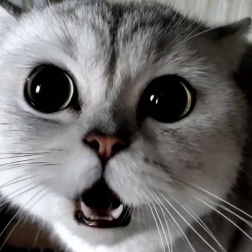 สมาชิกหมายเลข 4748121