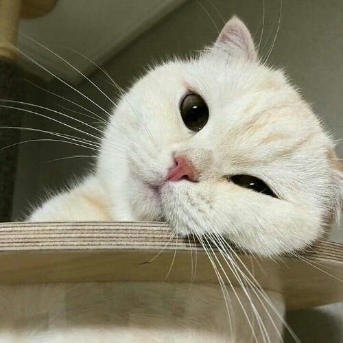 สมาชิกหมายเลข 5172512