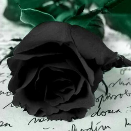 สมาชิกหมายเลข 5172850