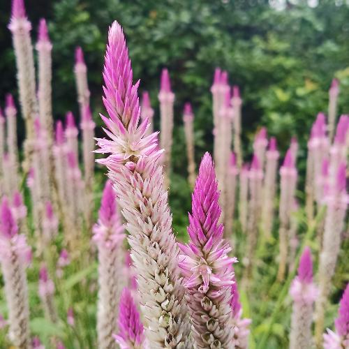 สมาชิกหมายเลข 5363528