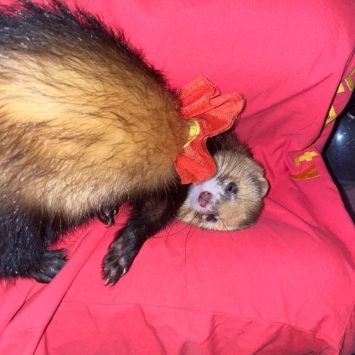 สมาชิกหมายเลข 2179442