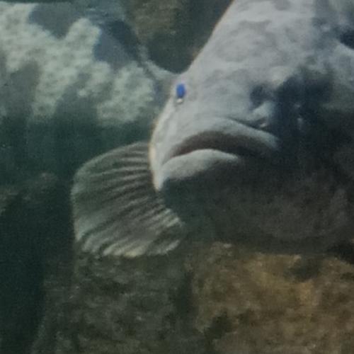 สมาชิกหมายเลข 8326961