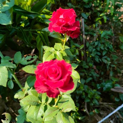 สมาชิกหมายเลข 8445442