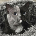 สมาชิกหมายเลข 4453891