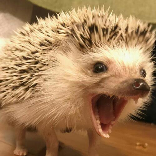 สมาชิกหมายเลข 4074382