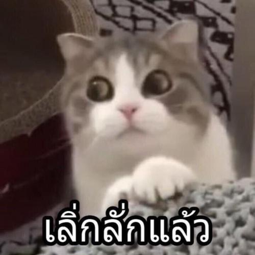 สมาชิกหมายเลข 4831609