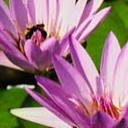 สมาชิกหมายเลข 700343