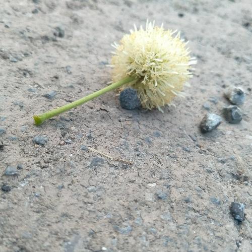 สมาชิกหมายเลข 3432490