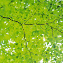 สมาชิกหมายเลข 5173426