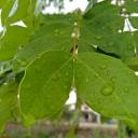 สมาชิกหมายเลข 4436274