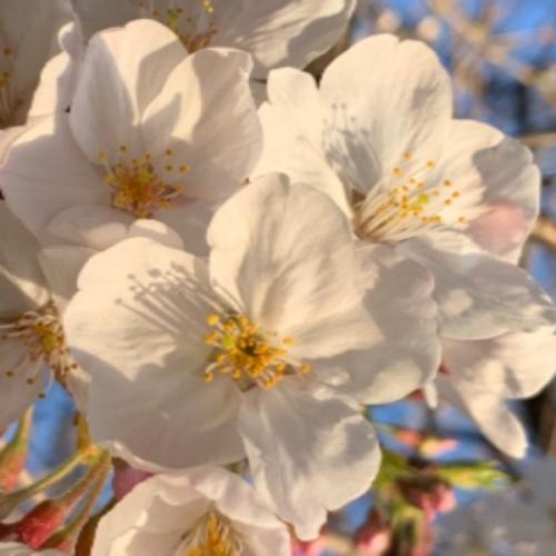 สมาชิกหมายเลข 6140703