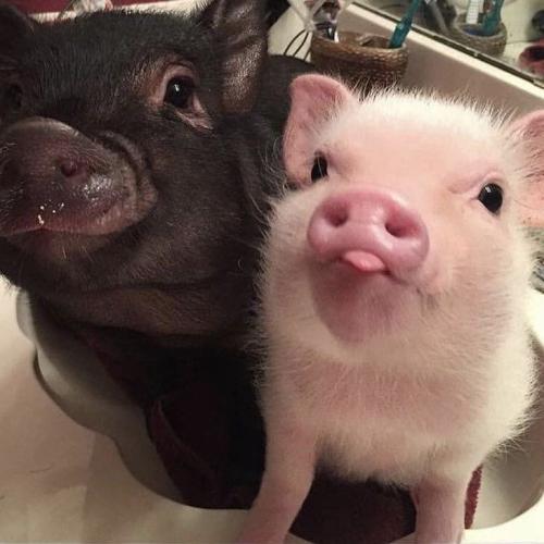 สมาชิกหมายเลข 8448447