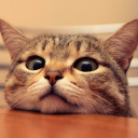 สมาชิกหมายเลข 4455223