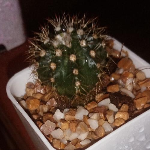 สมาชิกหมายเลข 6141211