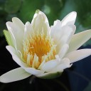 สมาชิกหมายเลข 1290982