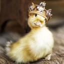 สมาชิกหมายเลข 3984132