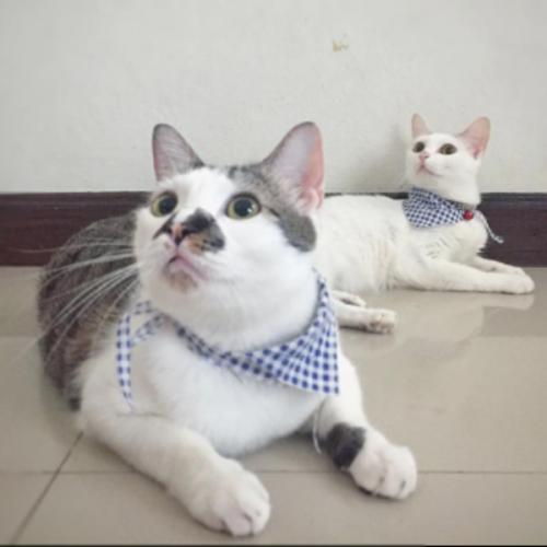 สมาชิกหมายเลข 5581065