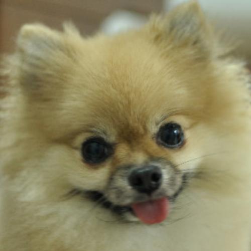 สมาชิกหมายเลข 4106045