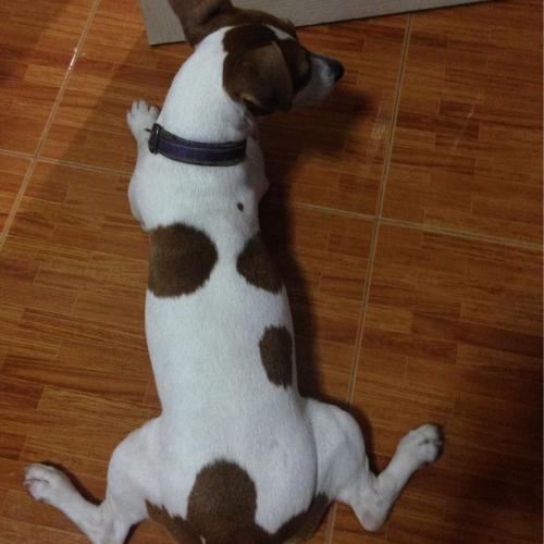 สมาชิกหมายเลข 3983266