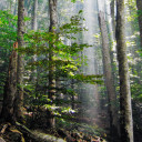 ป่าระเกะระกะ