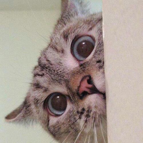 สมาชิกหมายเลข 4696836