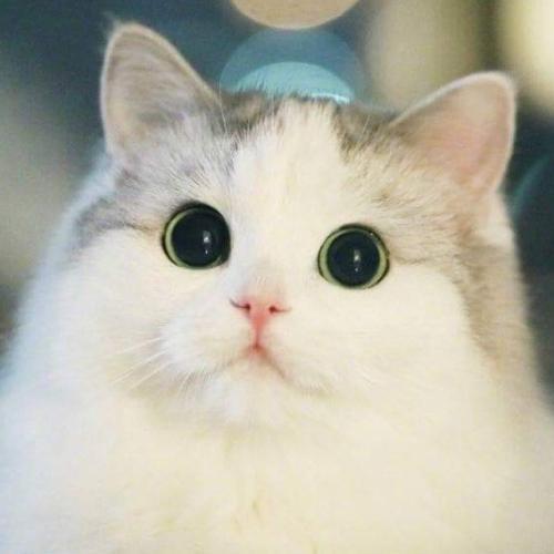 สมาชิกหมายเลข 5175539